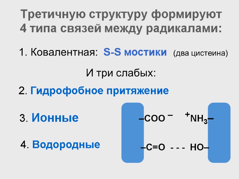 Третичную структуру формируют 4 типа связей между радикалами:   3. Ионные  –COO